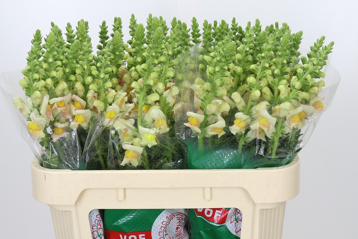 Antirrhinum Costa Apricot 70cm