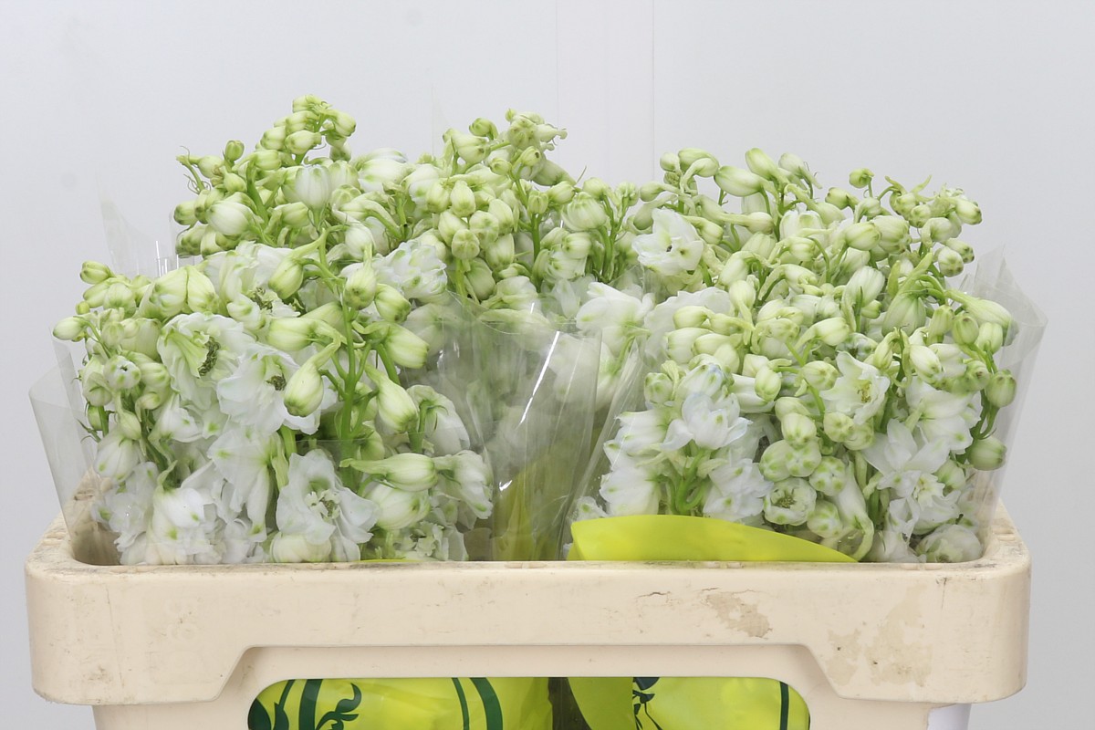 Delphinium Pure White