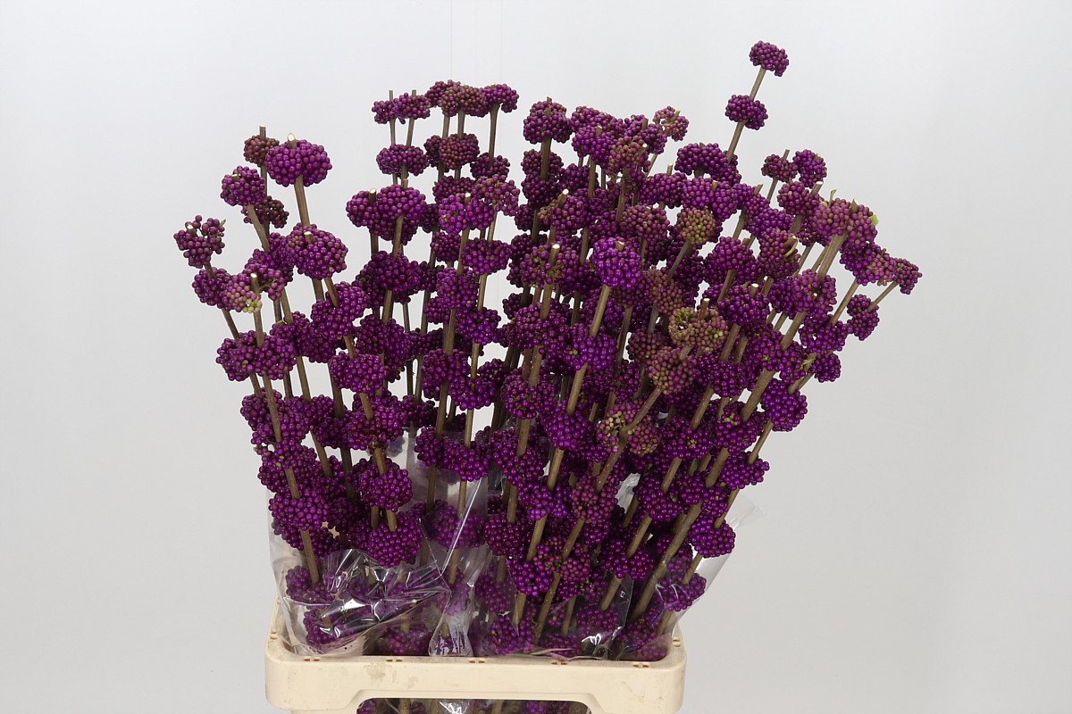 Callicarpa Giraldii