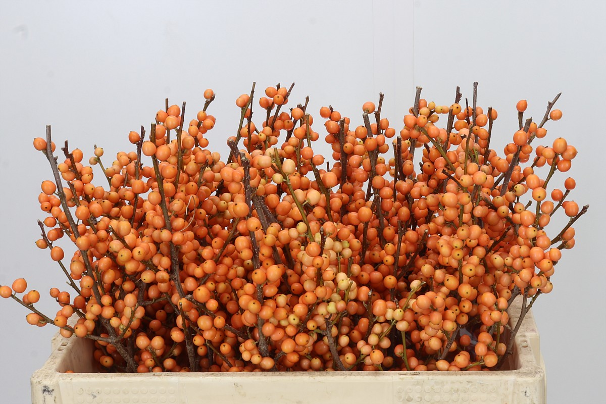 Ilex Orange Beauty 50cm