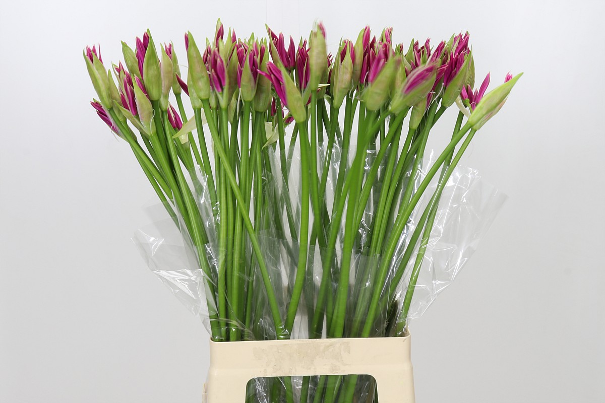 Nerine Favoriet 70cm