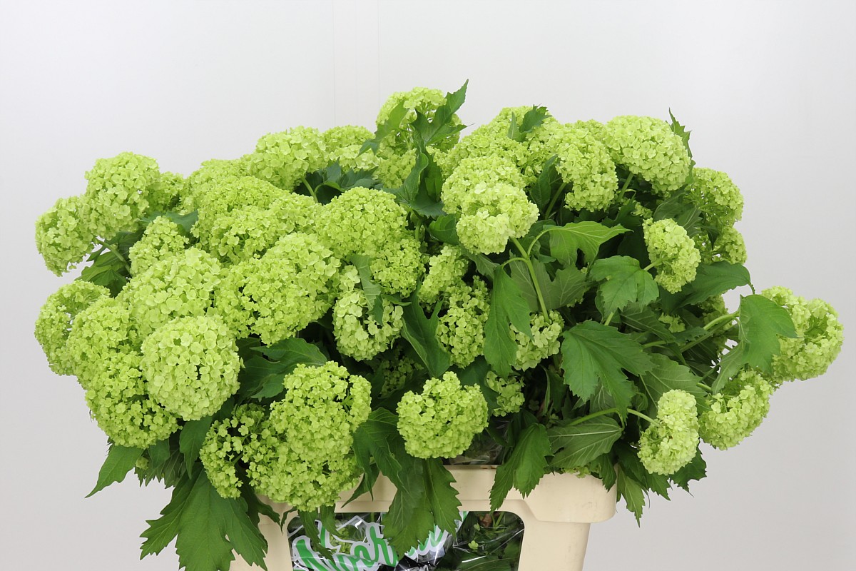 Viburnum Roseum 60cm 4