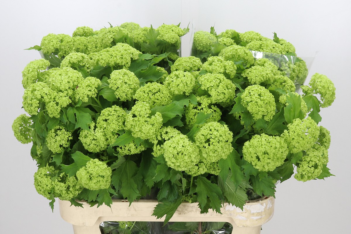 Viburnum Roseum 80cm 4