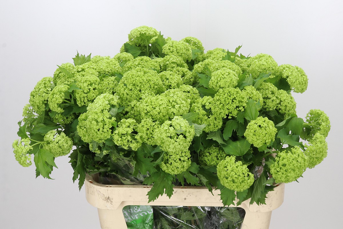 Viburnum Roseum 80cm 2