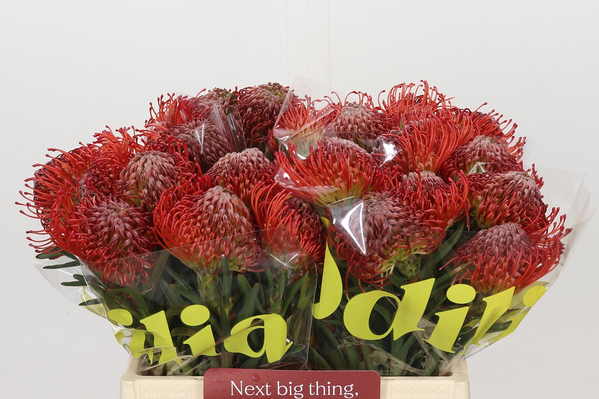 Leucospermum Succession 40cm