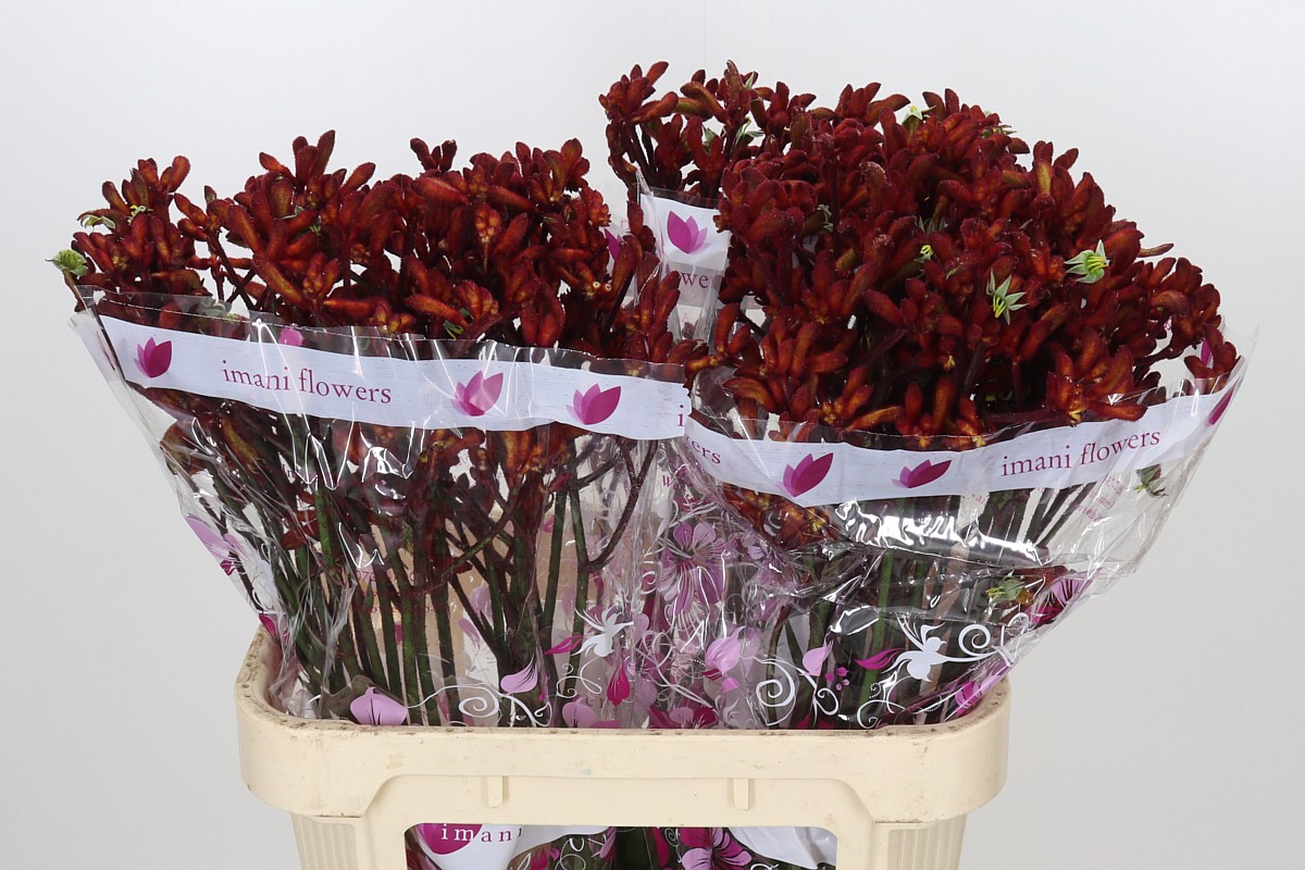 Anigozanthos Red Early Spring 80cm