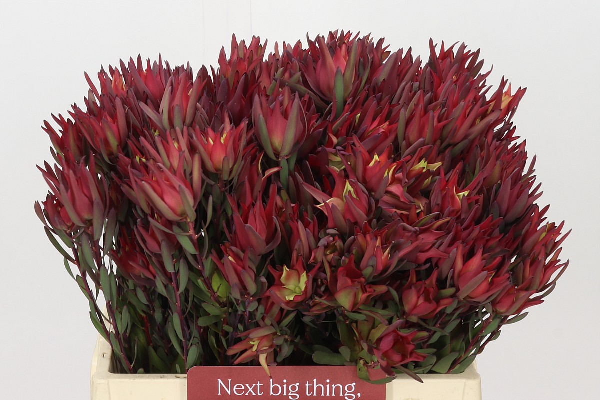 Leucadendron Sal Blush 40cm