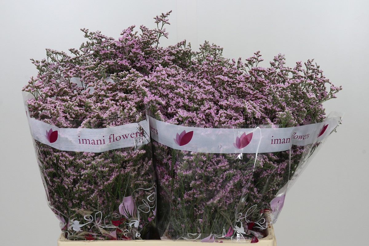 Limonium Saf Oshi Pink 60cm 26gram