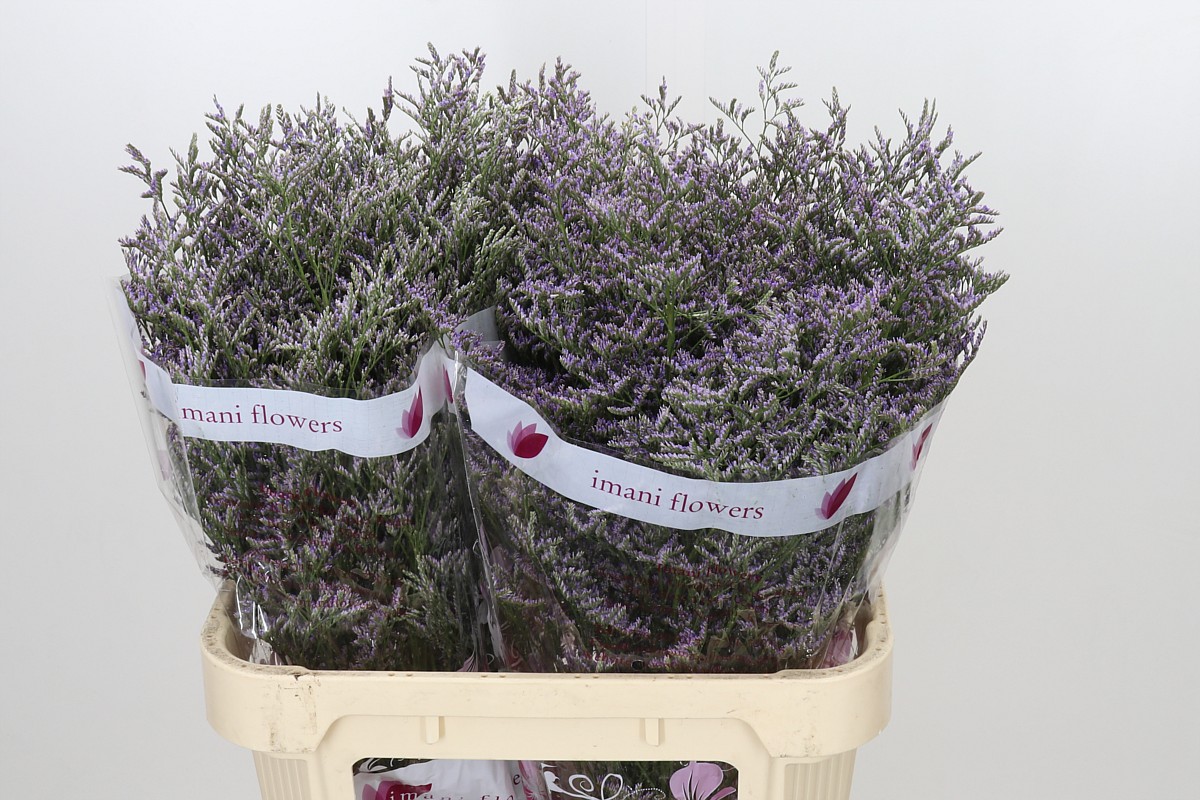 Limonium Sin Skylight 80cm 35gram