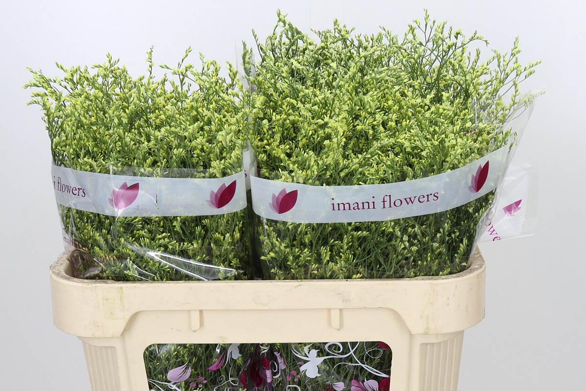 Limonium Sin China Summer 70cm 26gram