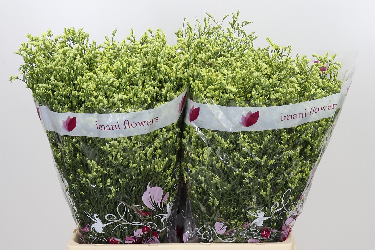 Limonium Sin China Summer 60cm 225gram