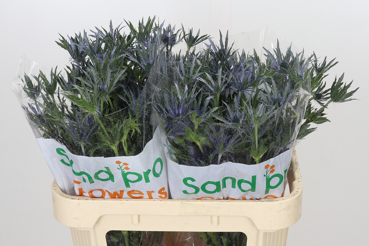Eryngium Blue Lagoon 70cm