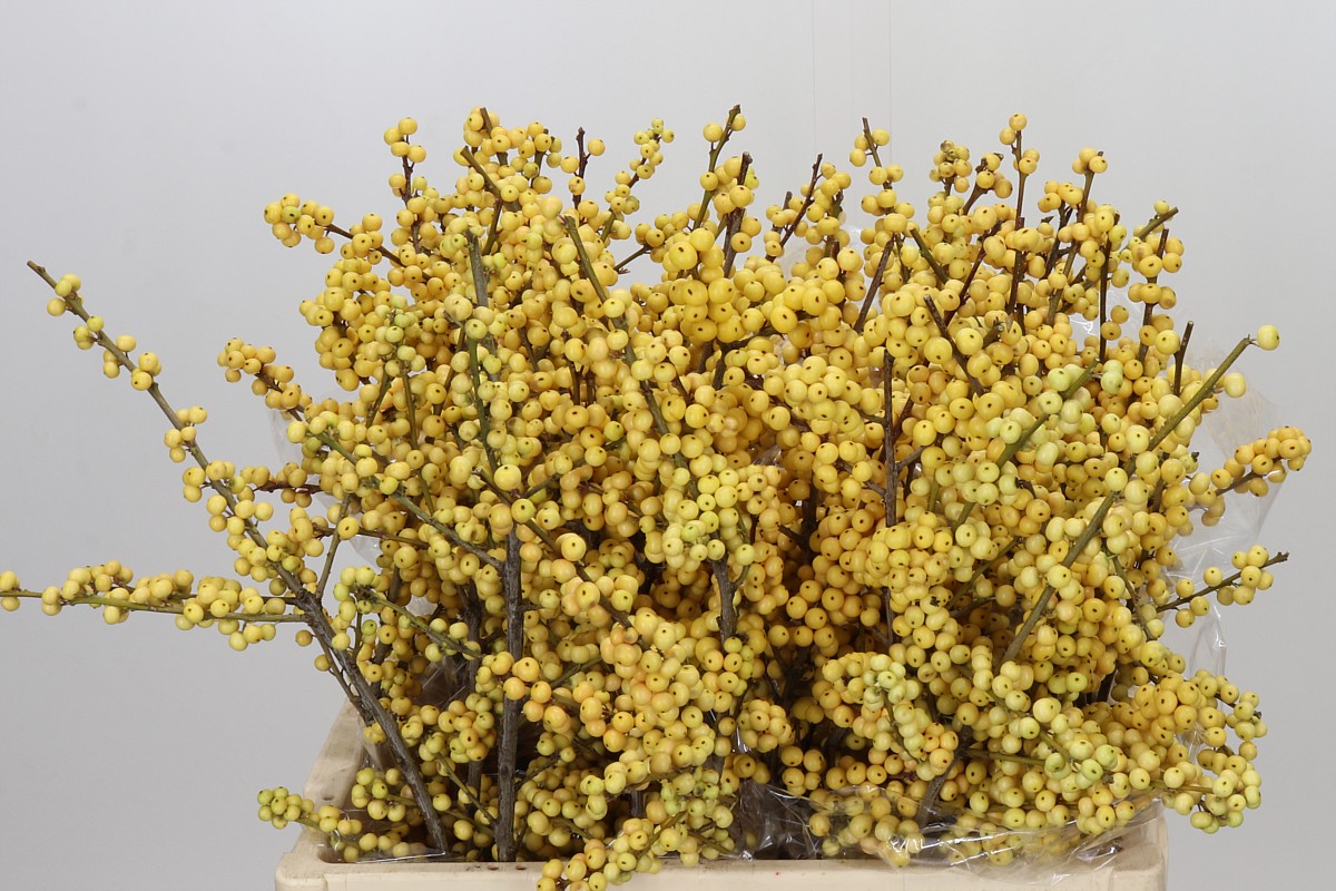 Ilex Citronella 60cm