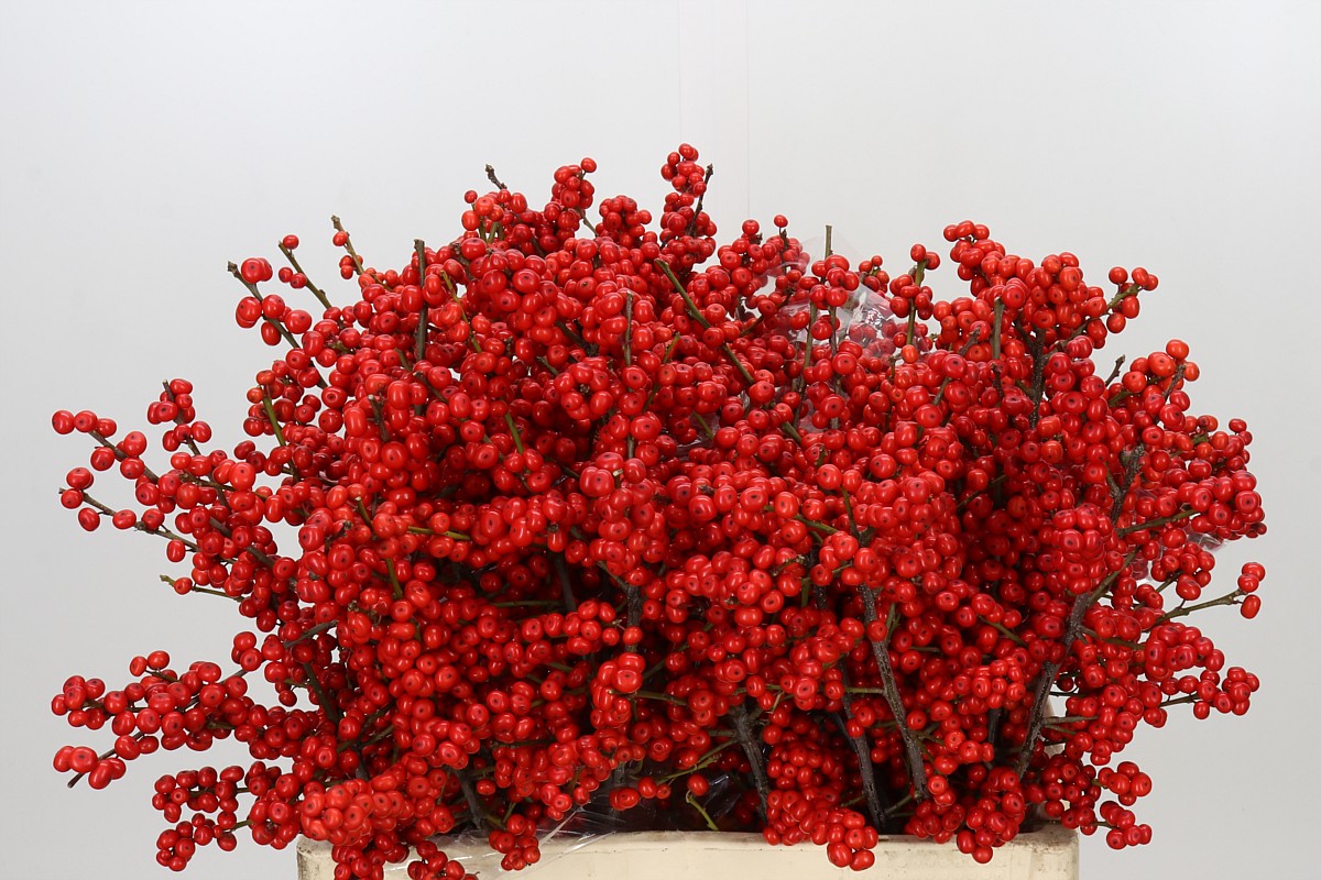 Ilex Verticlilata 60cm
