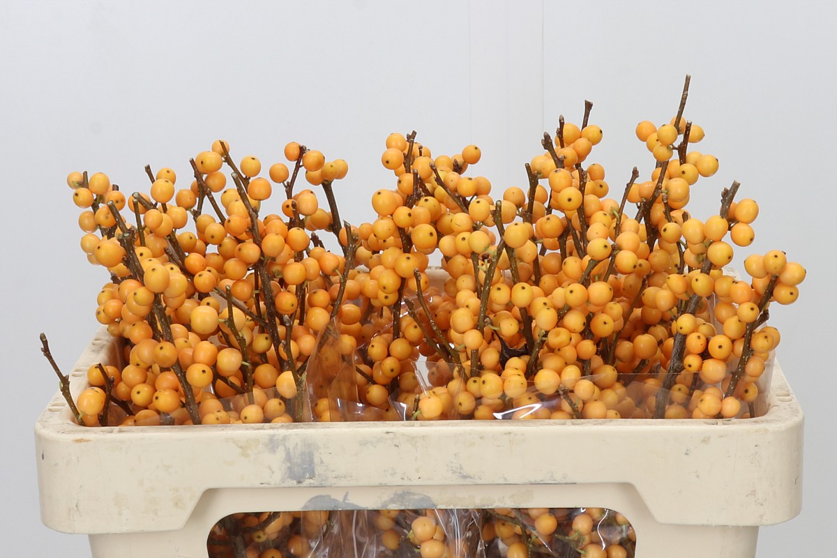 Ilex Golden Verboom 50cm