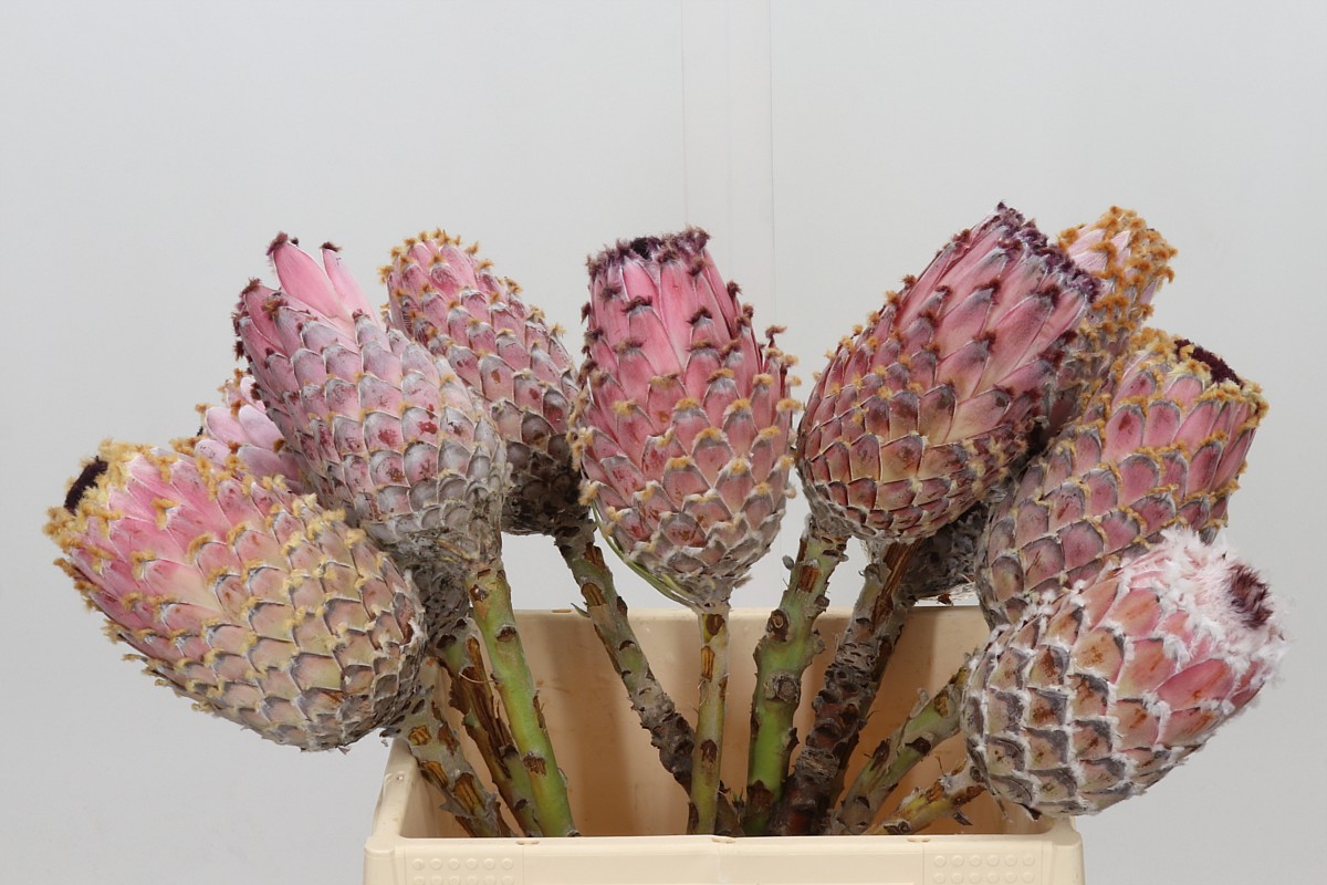 Protea Barbigera 40cm