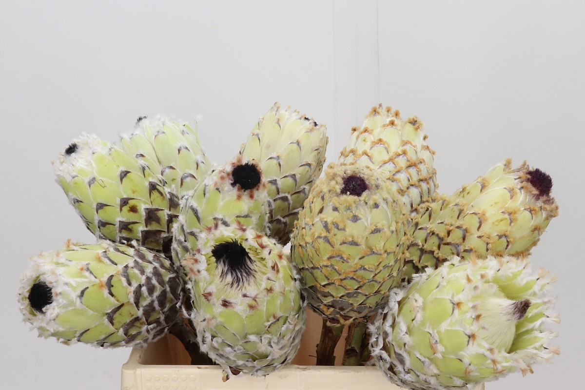 Protea Barb Snow Queen 35cm