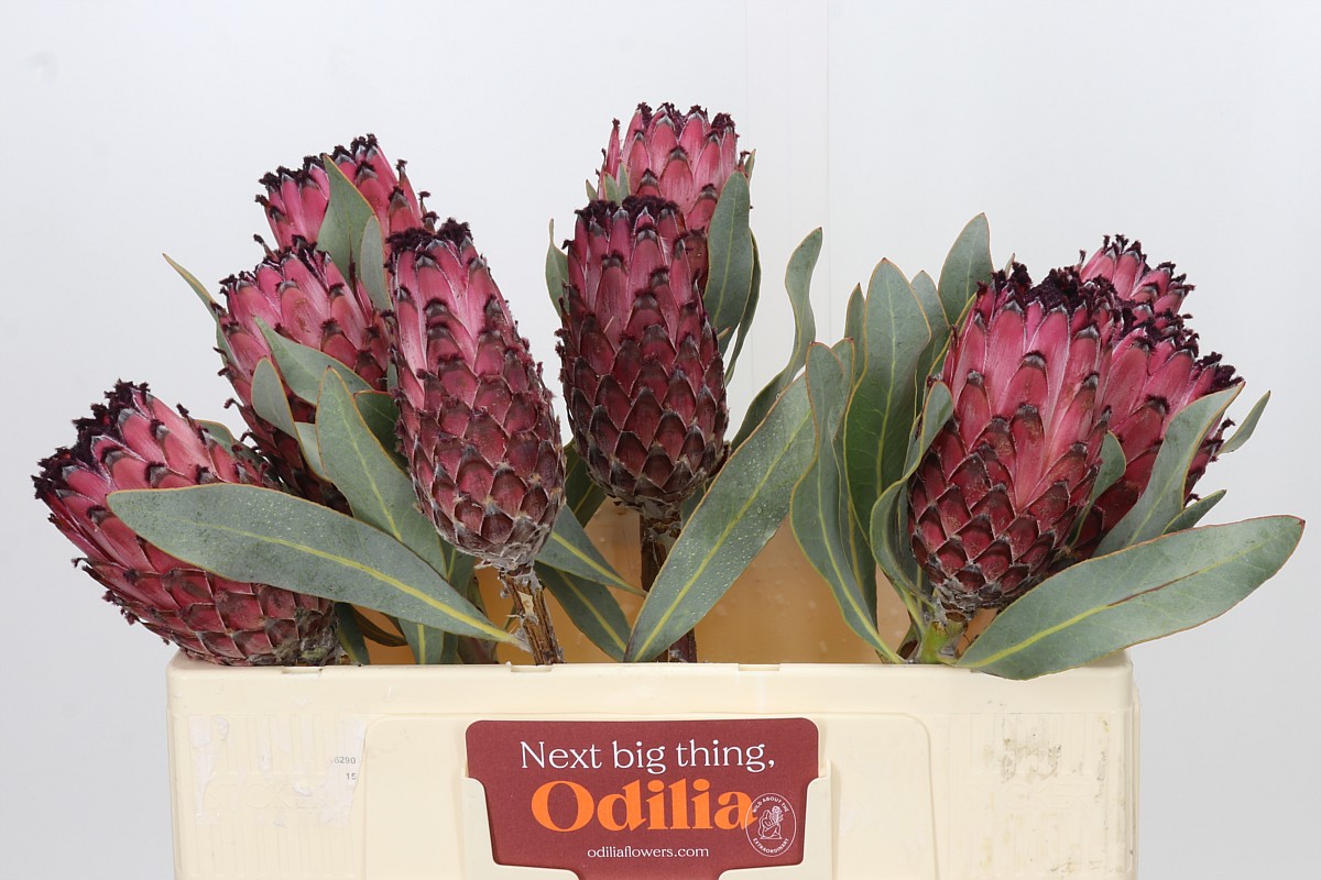 Protea Ba Red Beauty 50cm