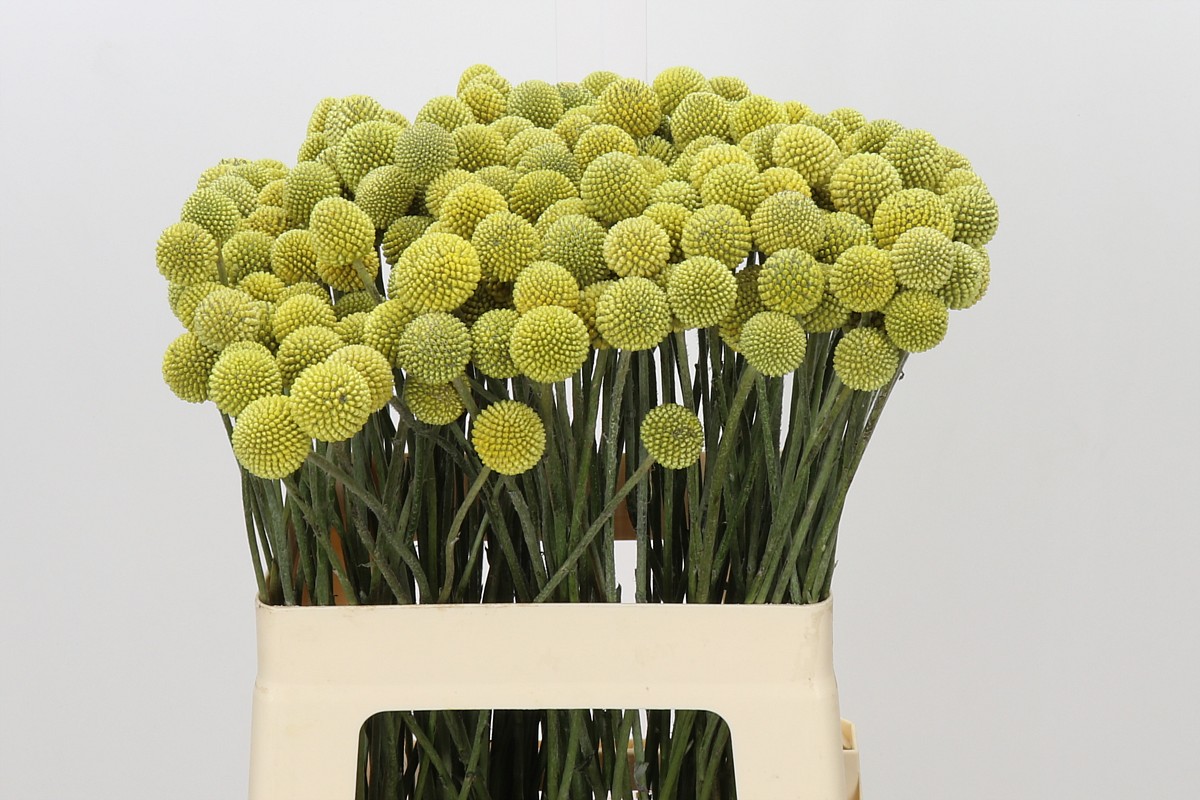 Craspedia Globosa 60cm