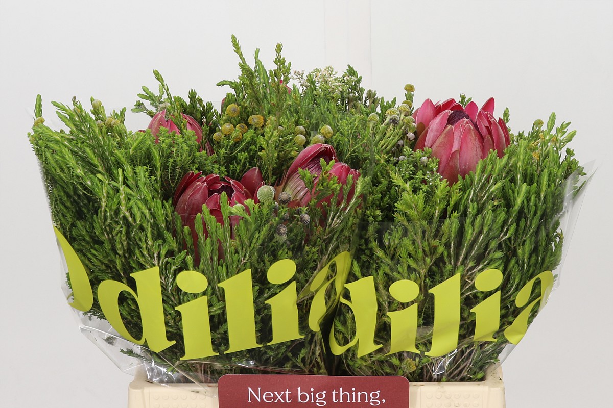 Protea Per Bos