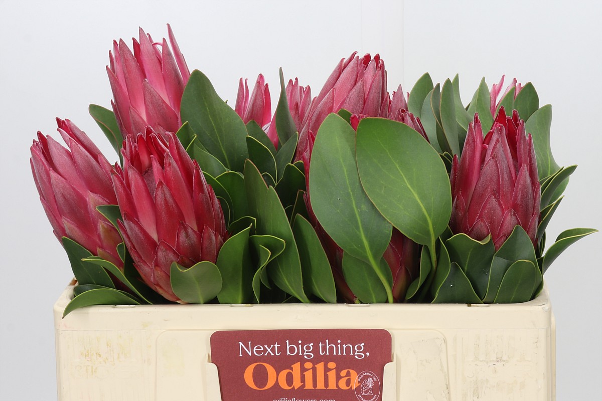 Protea Madiba 50cm
