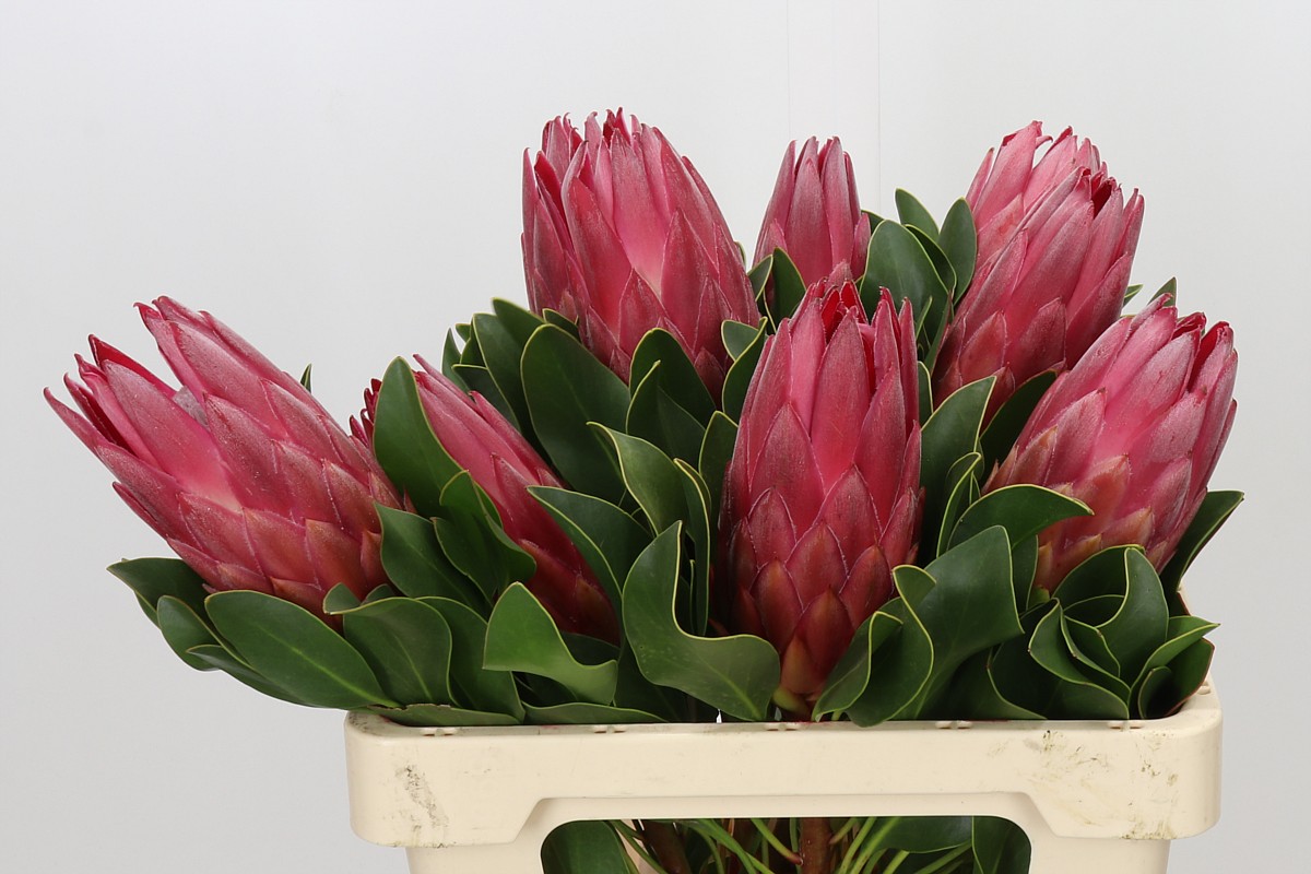 Protea Madiba 60cm
