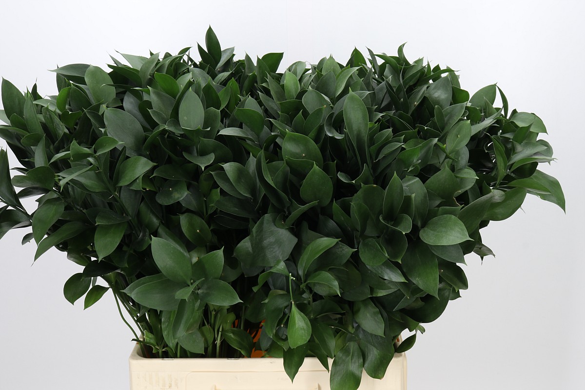 Ruscus Hypophyllum