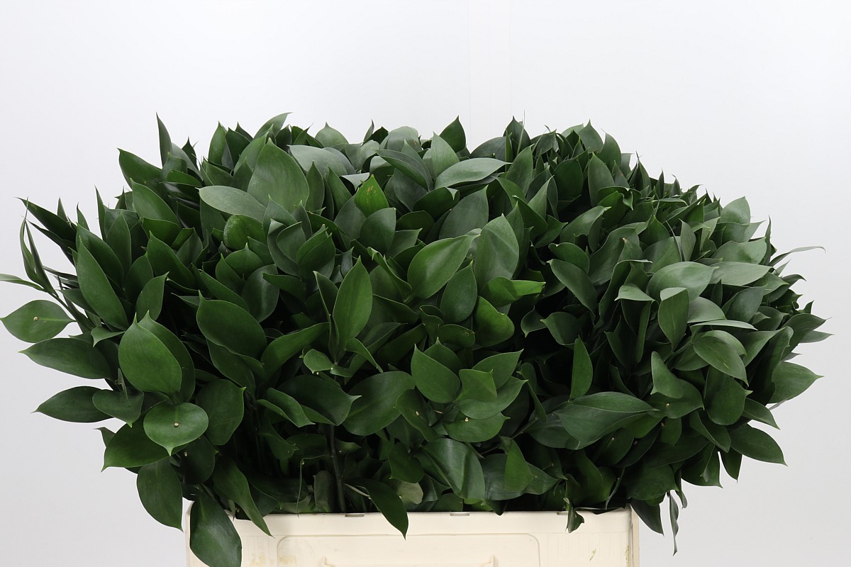 Ruscus Hypophyllum