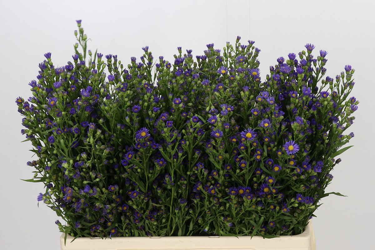 Aster Casamare 60cm 15gram
