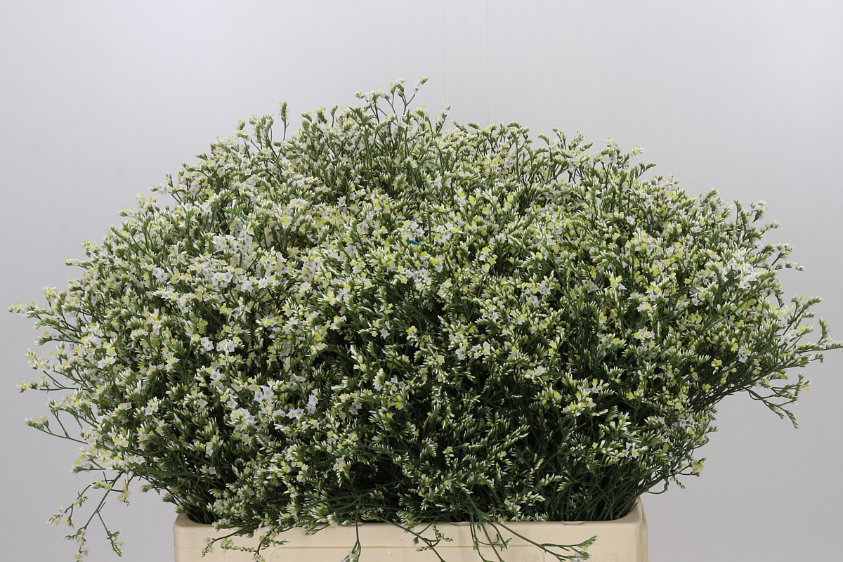 Lim Sin China White