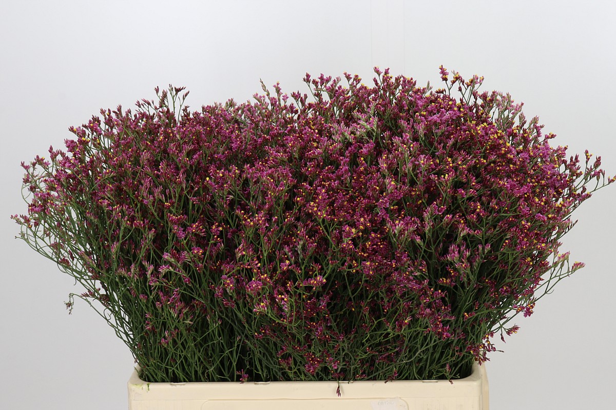 Limonium Sin Blush Diamond 60cm 25gram