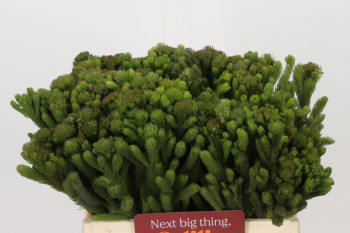 Brunia Albiflora Bunch 40cm