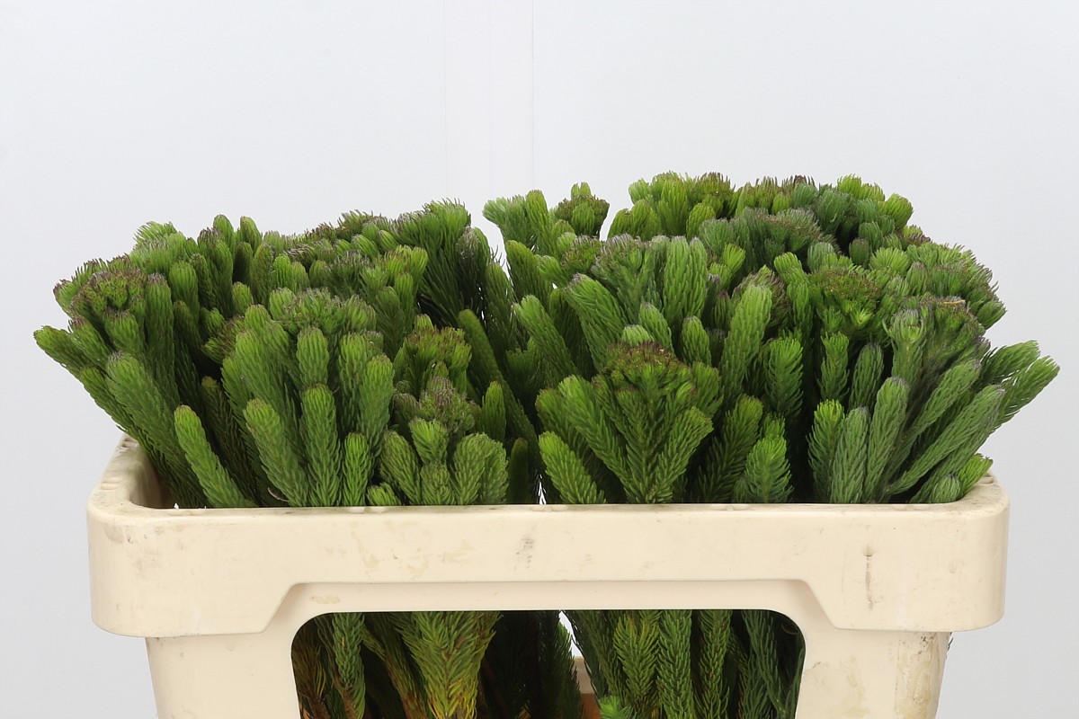 Brunia Albiflora Bunch 50cm