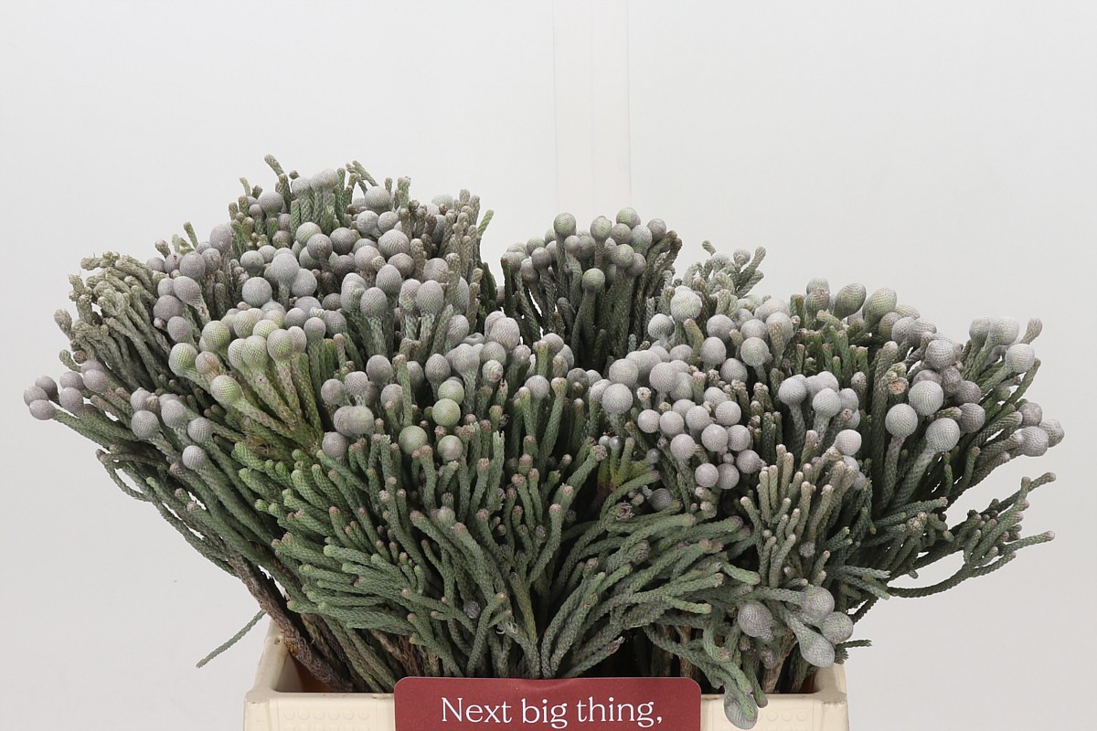 Brunia Silver Bunch 40cm