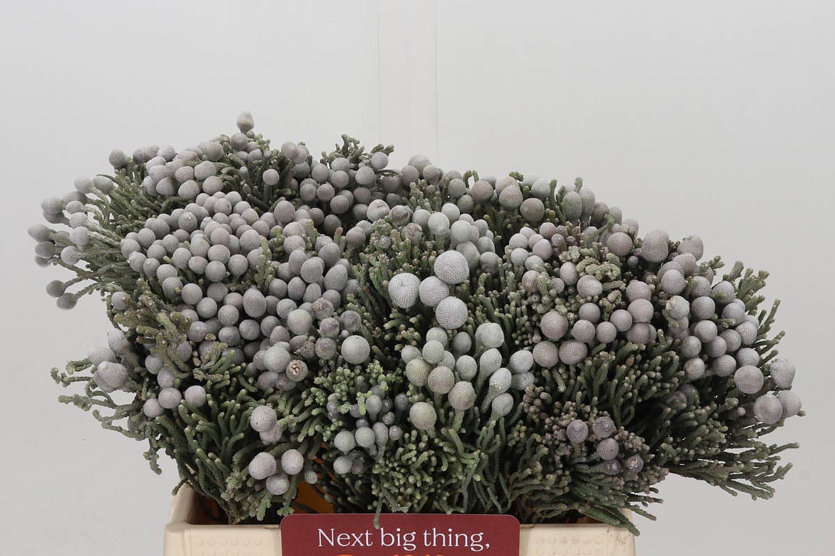 Brunia Silver Bunch 40cm