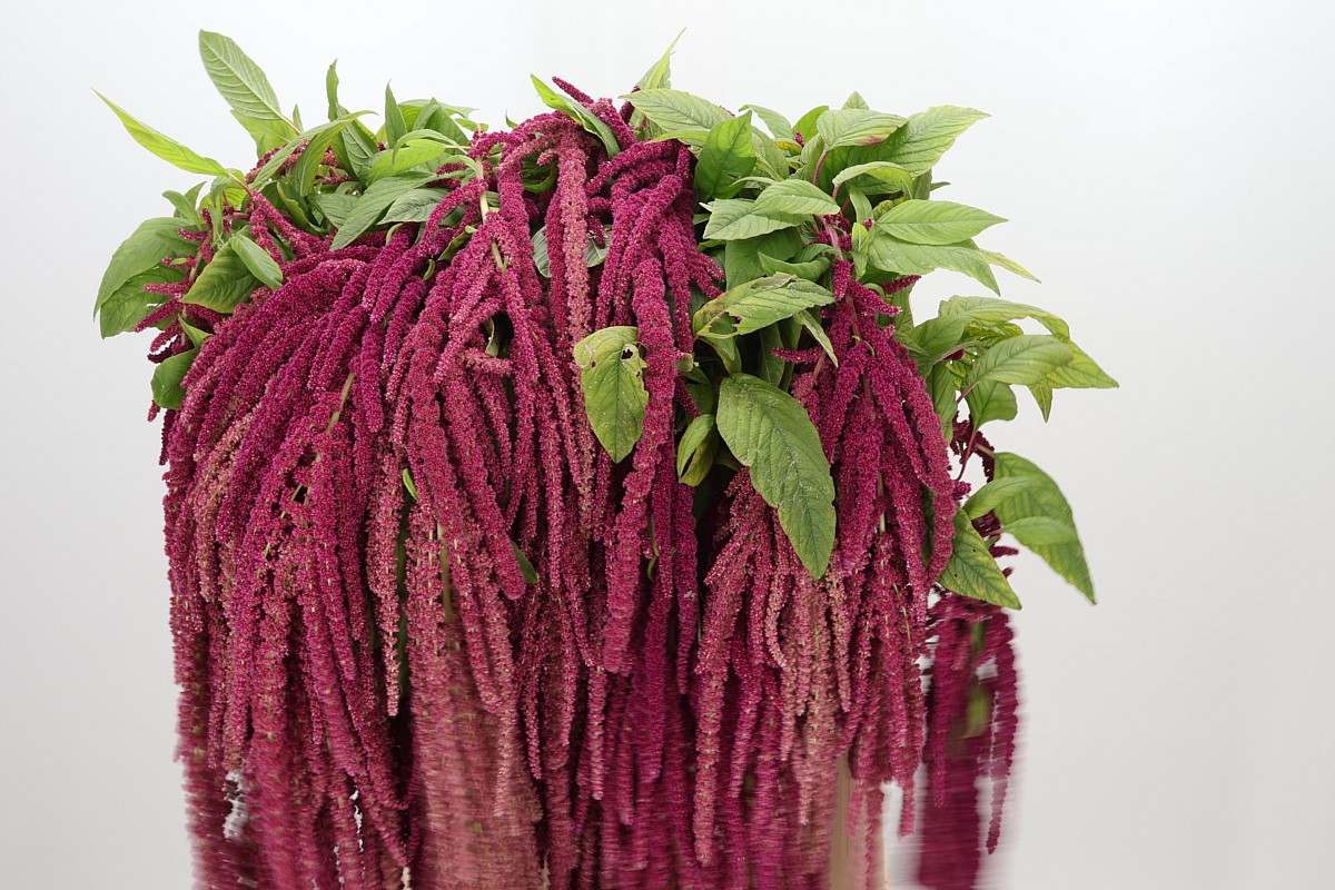 Amaranthus Hang Cordata Red 70cm