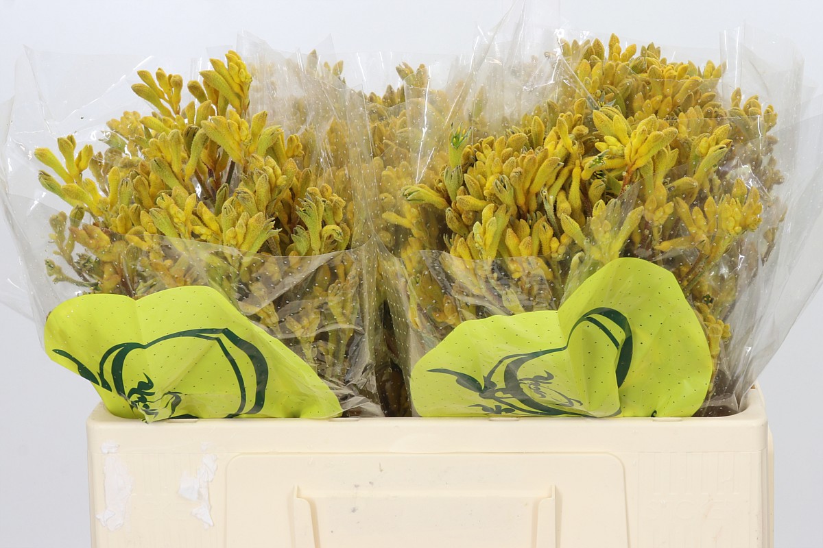 Anigozanthos Yellow Gem 50cm