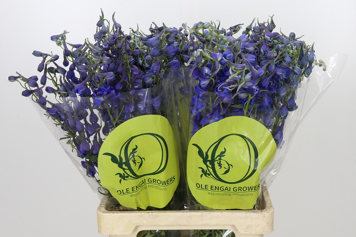 Delphinium Volkenrfrieden 70cm