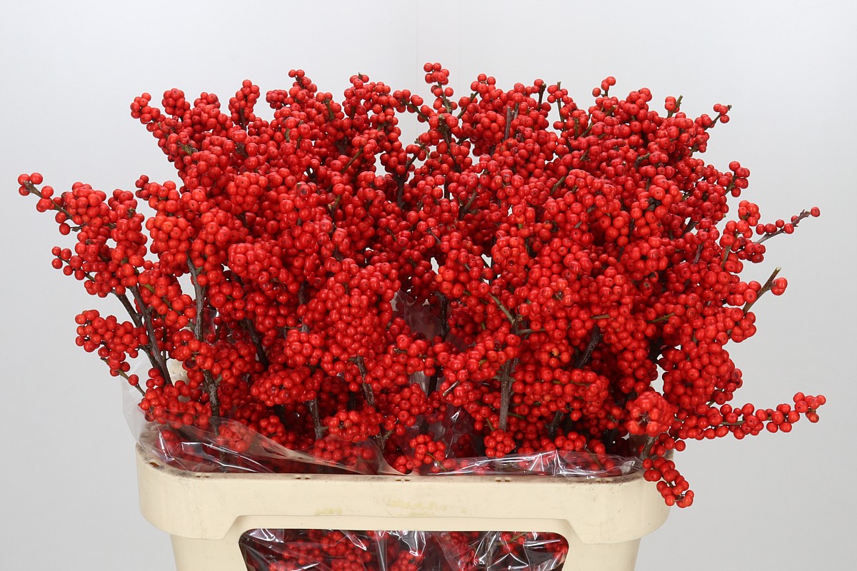 Ilex Verticlilata 80cm