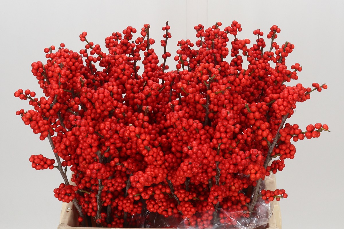 Ilex Verticlilata 60cm