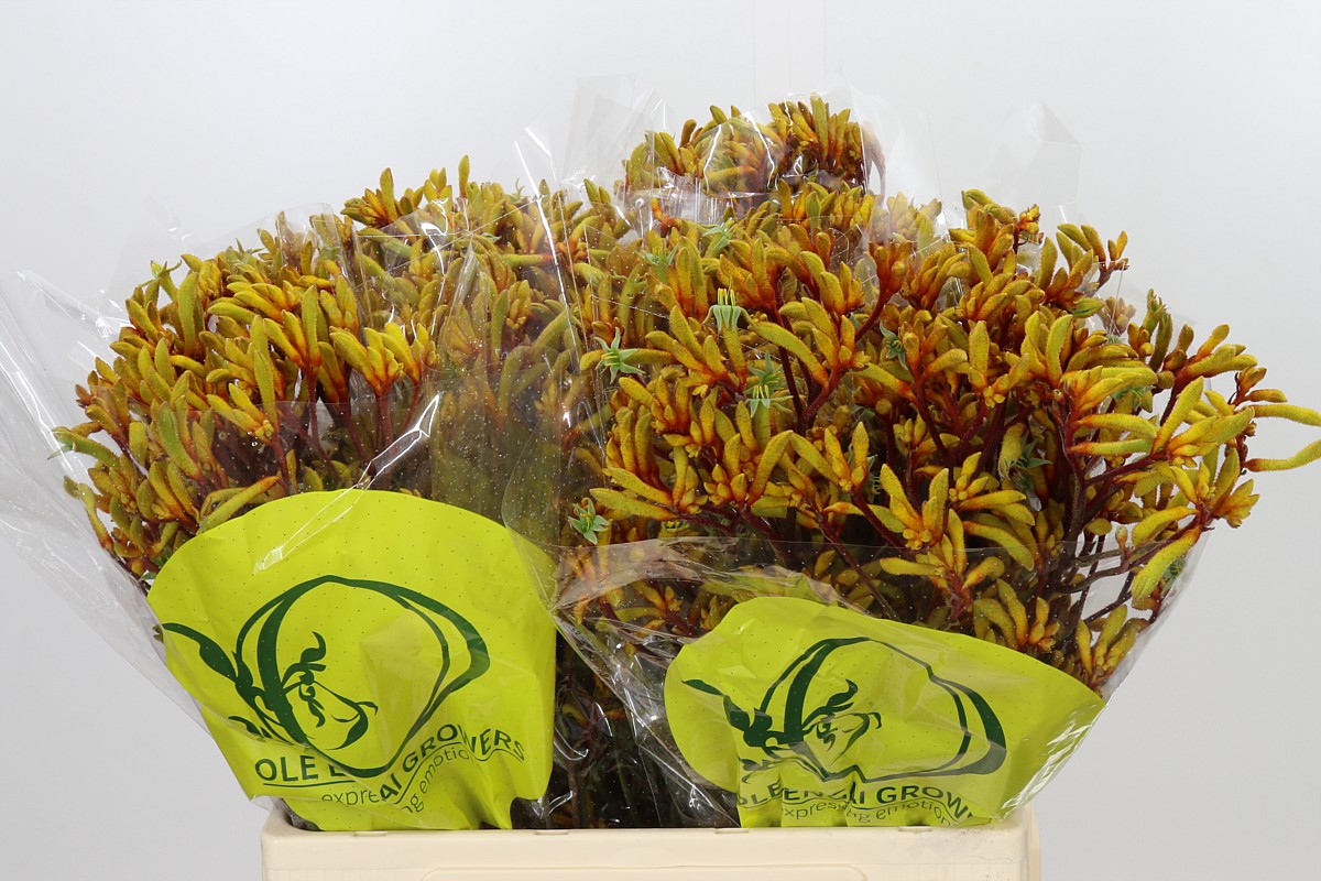 Anigozanthos Orange Velvet 60cm