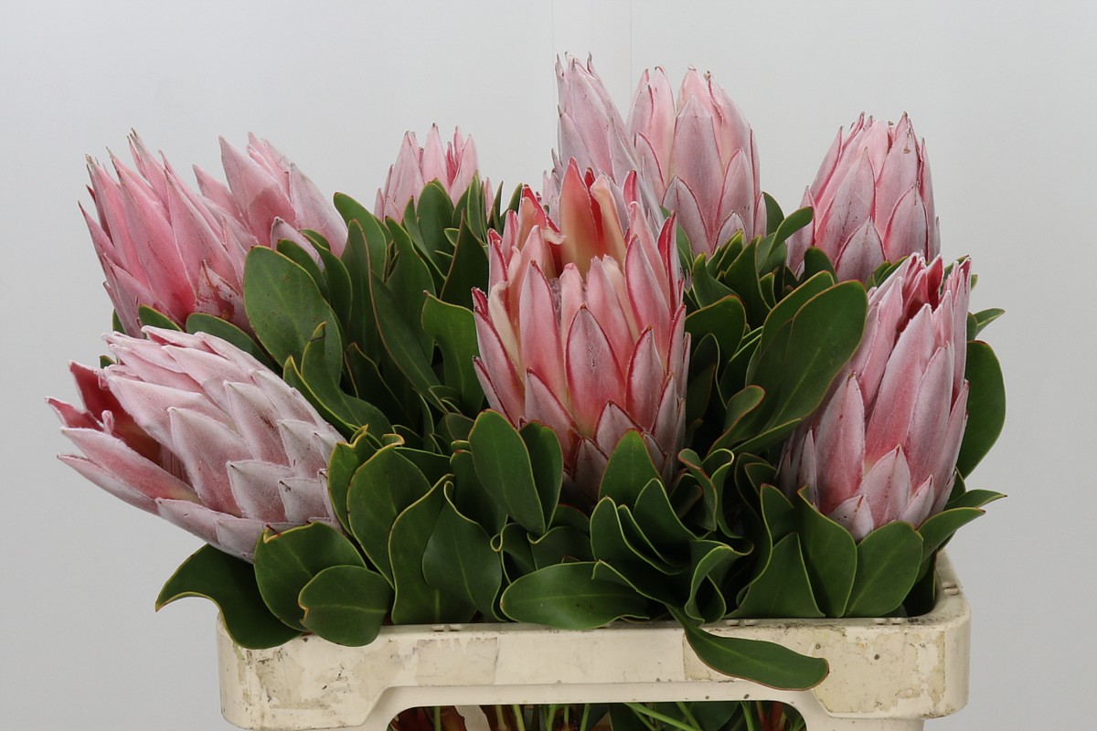 Protea Cynaroides 60cm