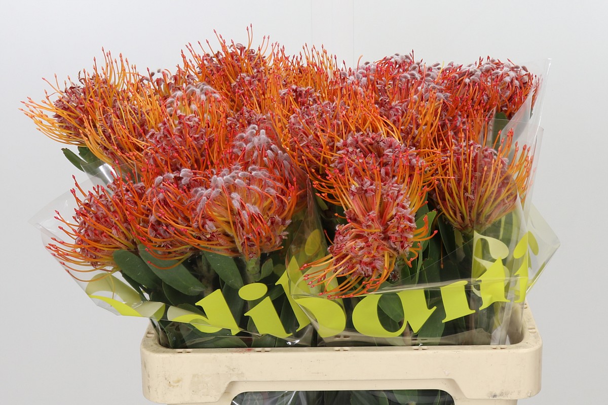 Leucospermum Naomi 60cm