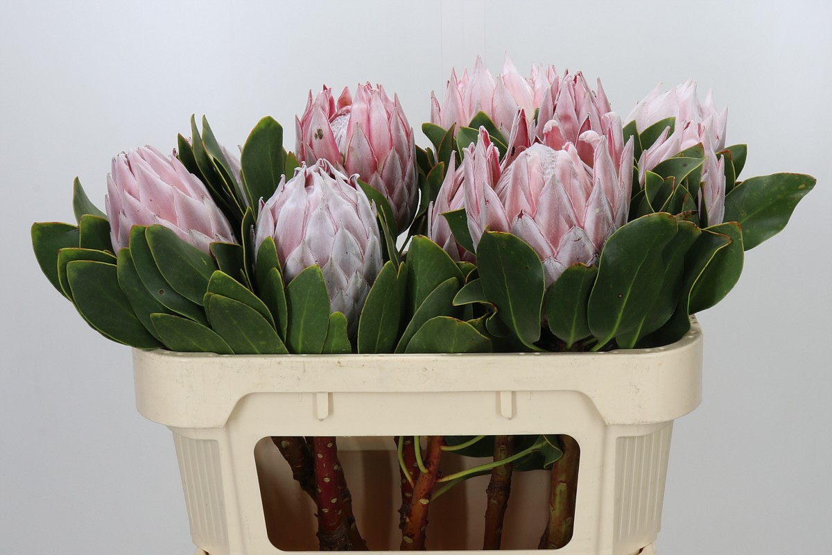 Protea Cynaroides 70cm