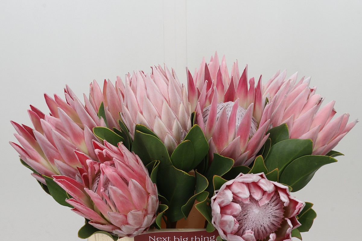 Protea Cynaroides 40cm