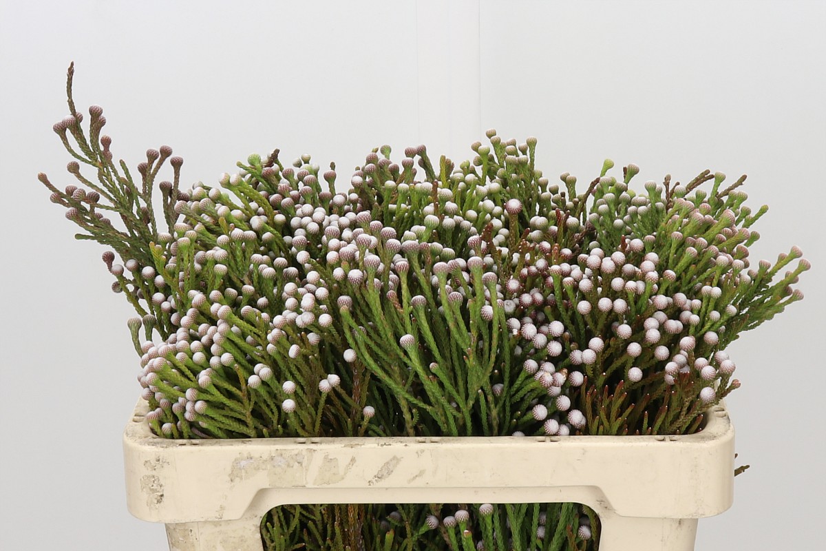 Brunia Nodiflora 50cm