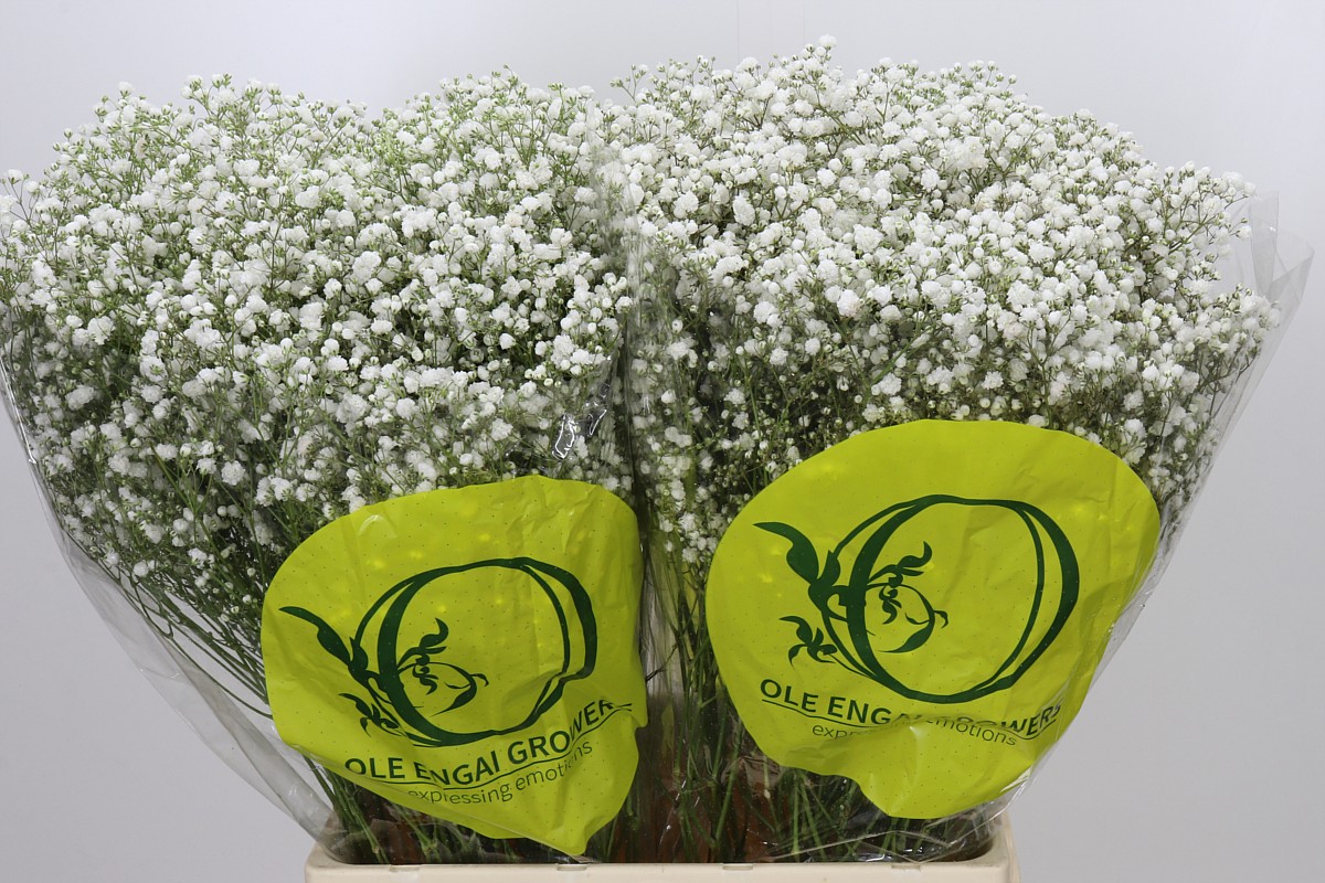 Gypsophila Xlence White 70cm 20gram