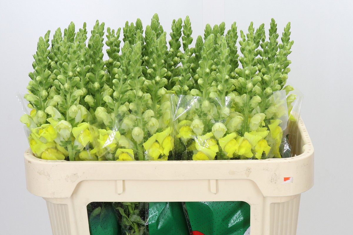 Antirrhinum Legend Yellow 70cm