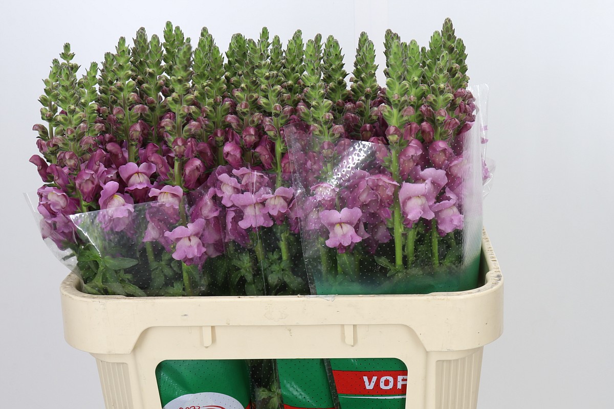 Antir Cannes Lavende 70cm