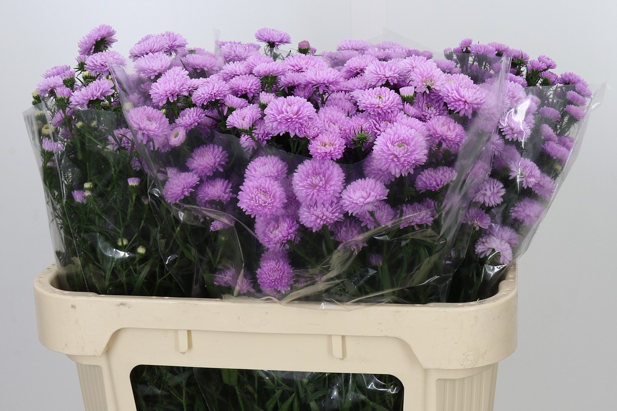 Aster Nb Astee P Pearl 70cm 15gram